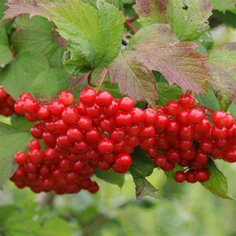 10 High Bush Cranberry Seeds