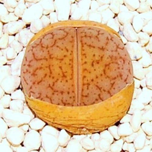 Dinterops Stones Throw rare mesembs exotic aloe succulent living stones 25 SEEDS
