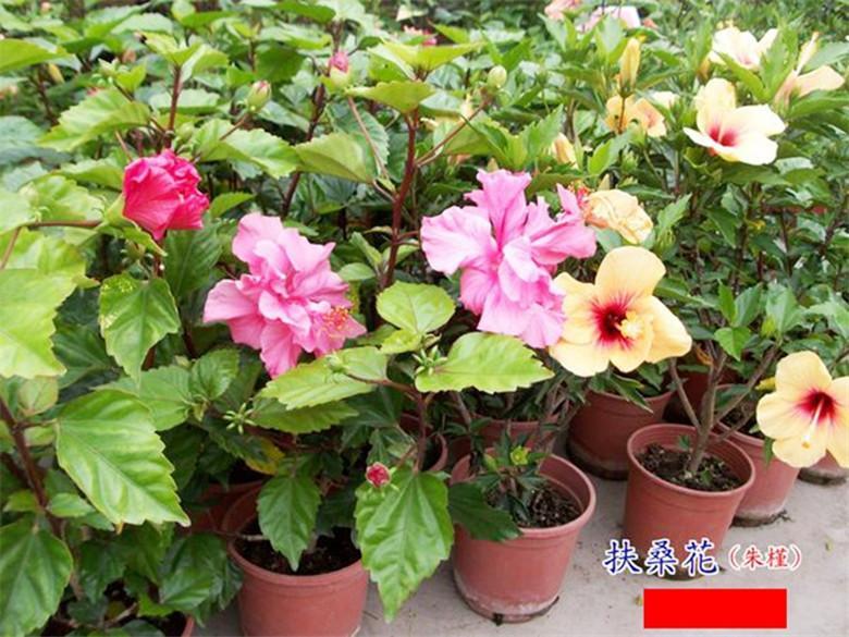 20 EXOTIC RARE HIBISCUS SEEDS for garden flower beds plant bush USA SELLER USPS