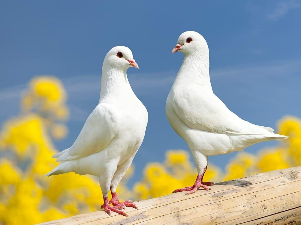 500 Peredovik Sunflower Seeds for Planting Attract Doves and Other Birds