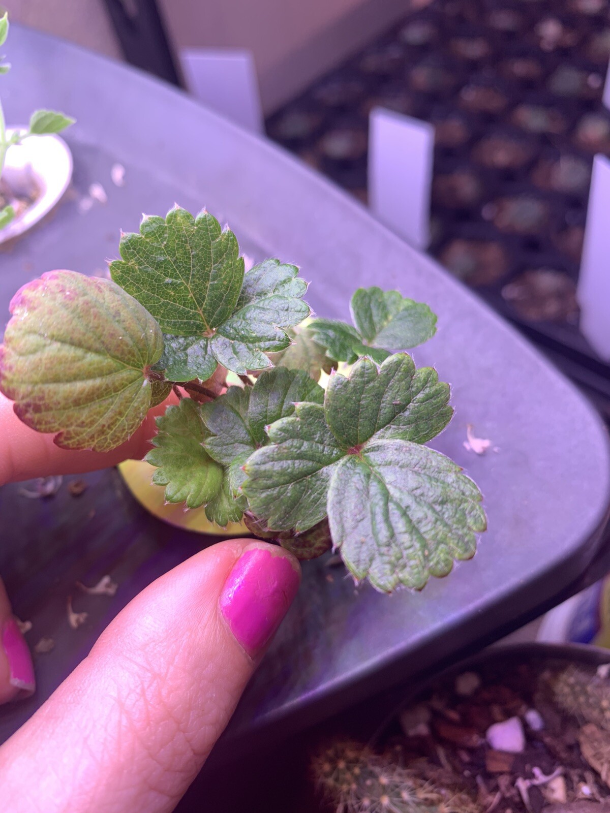 100 Strawberry Seeds 🍓 Homegrown Edible Garden Fruit Organic Sweet NonGMO Berry