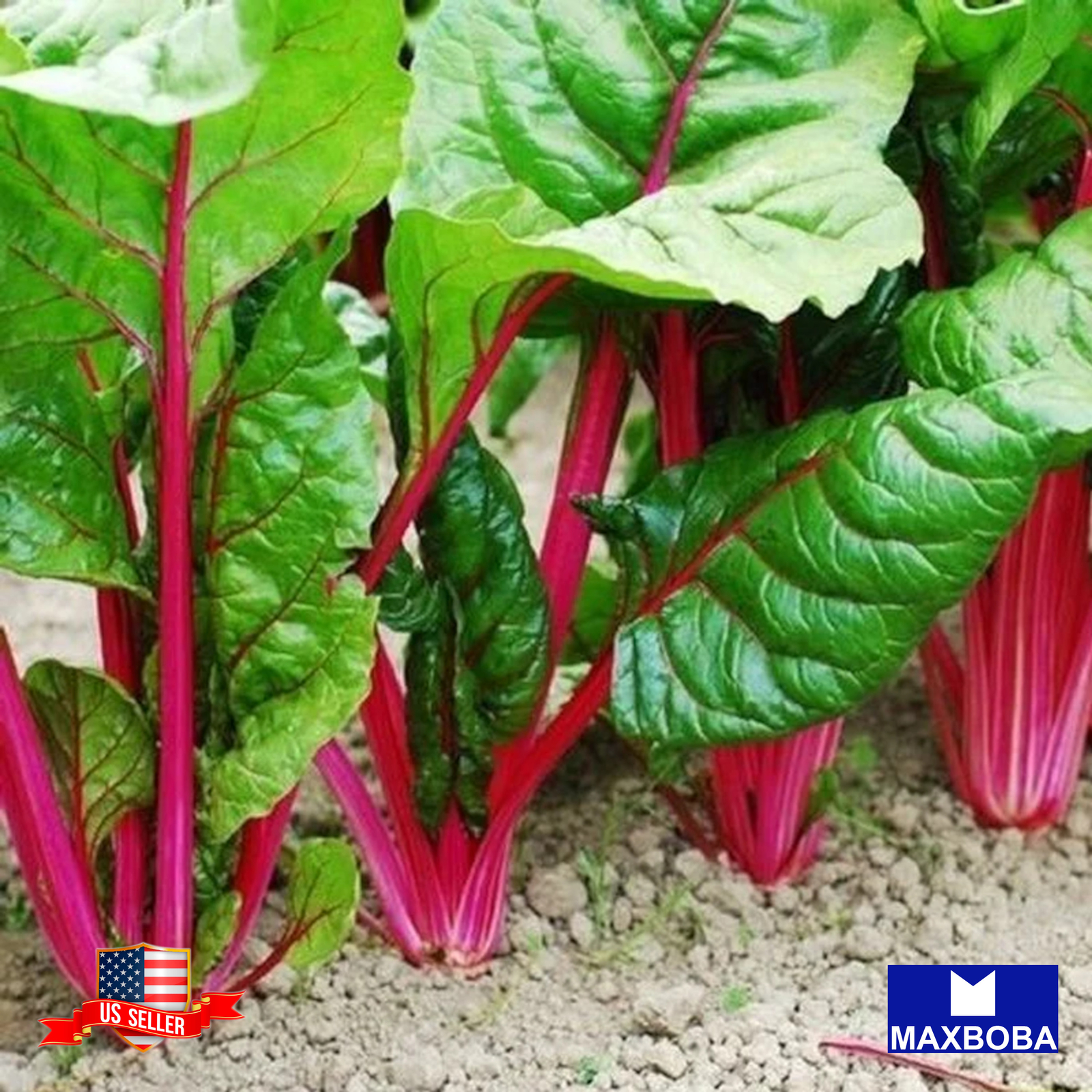 Swiss Chard Seeds Pink Lipstick Non-GMO Heirloom