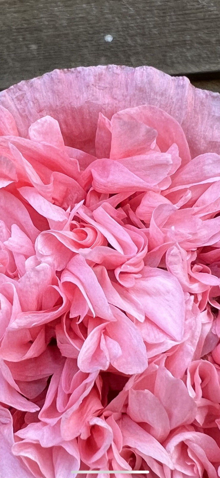 Pink peony poppy seeds, peony Organic, 4 gram .