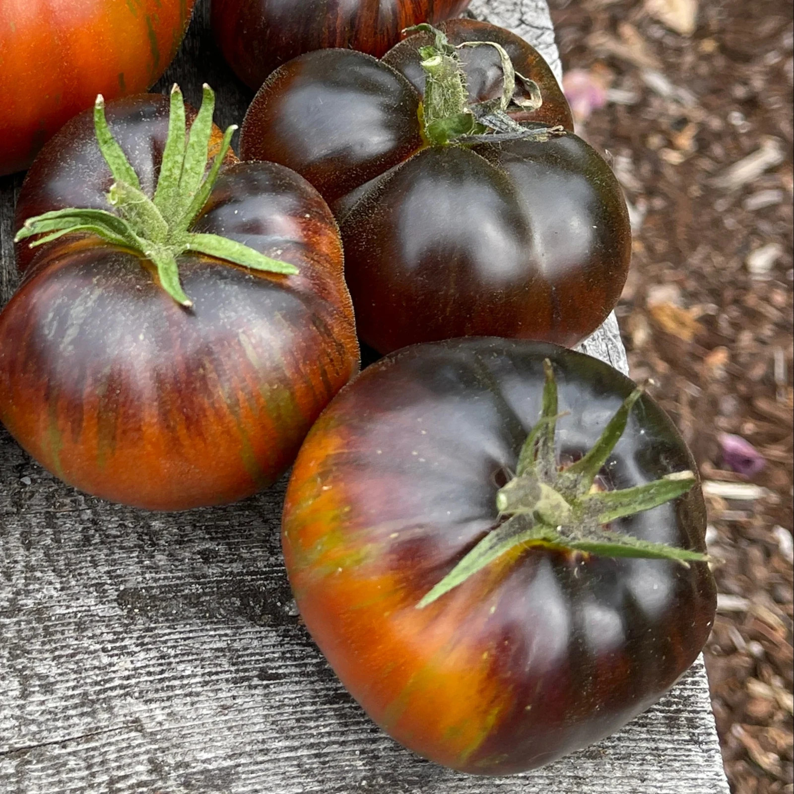 10 seeds Rebel Starfighter Dippers Delight DWARF Tomato Rare ORGANIC Variety