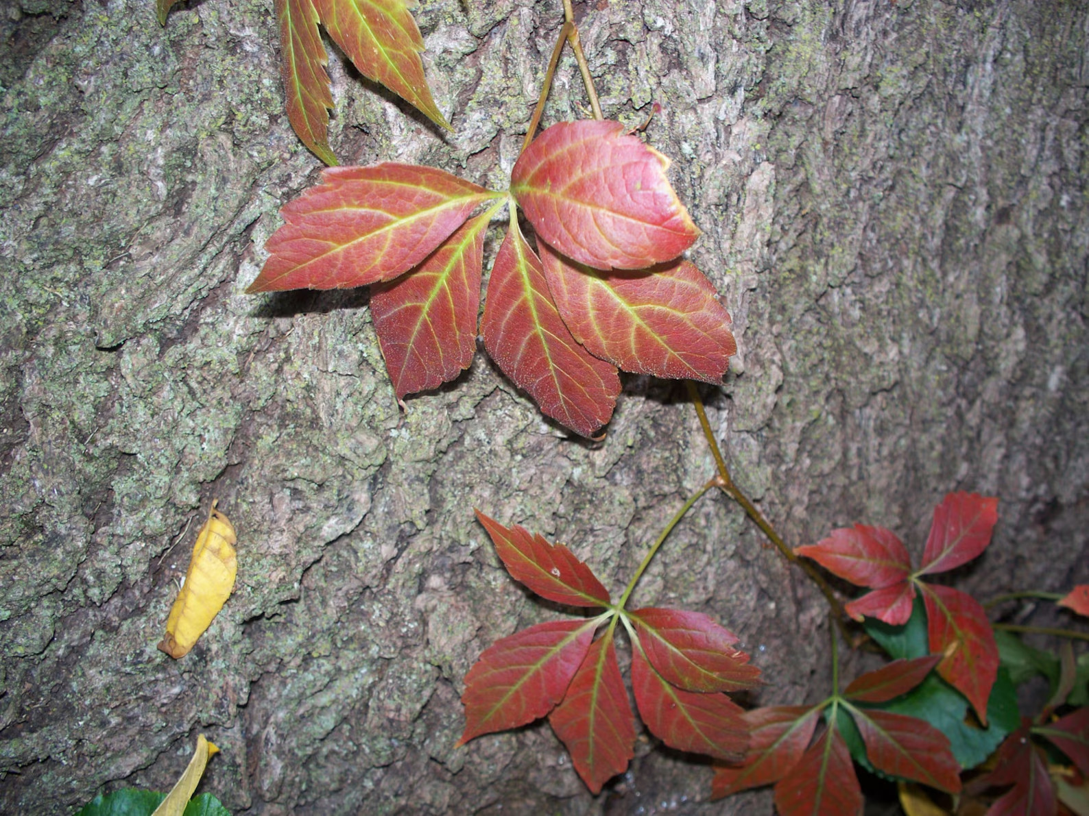 3 SEEDS VIRGINIA CREEPER PARTHENOCISSUS QUINQUEFOLIA