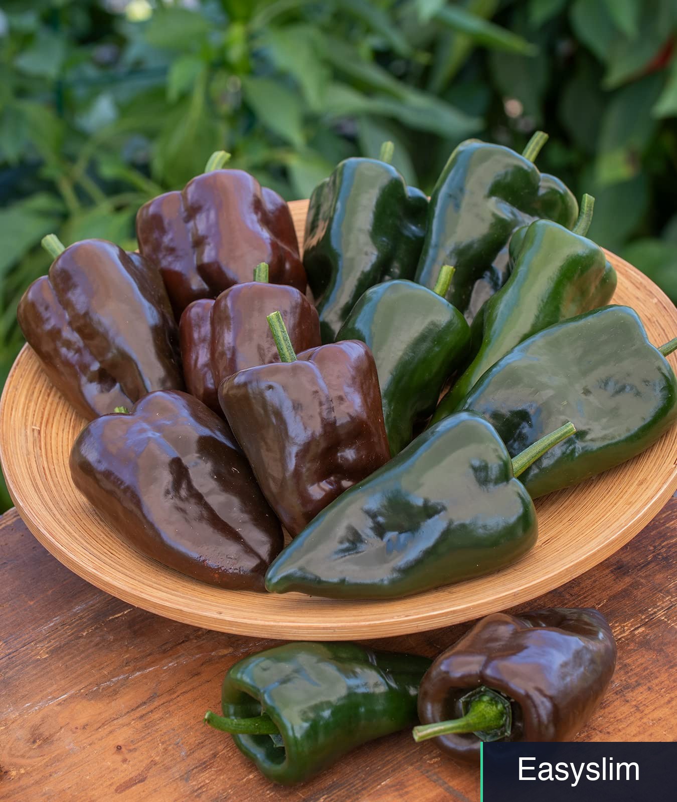 Poblano Pepper Seeds 100 Count Ancho Dark Green to Red Garden Variety