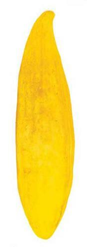 Cantaloupe Banana 250 seeds