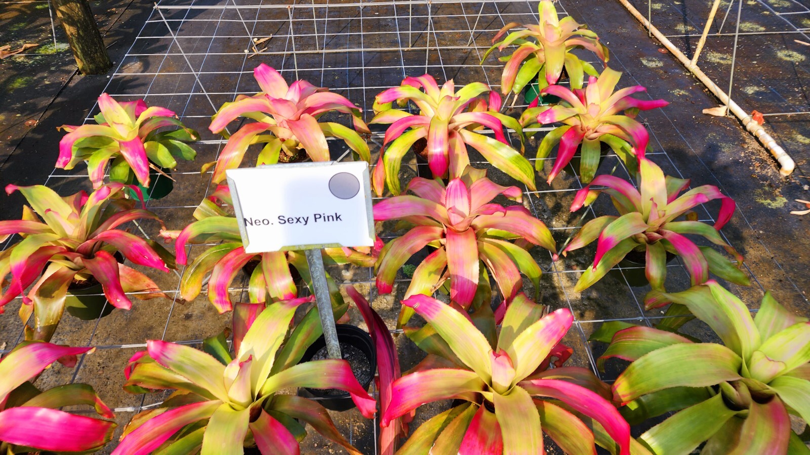 Neoregelia Sexy Pink 6″ pot