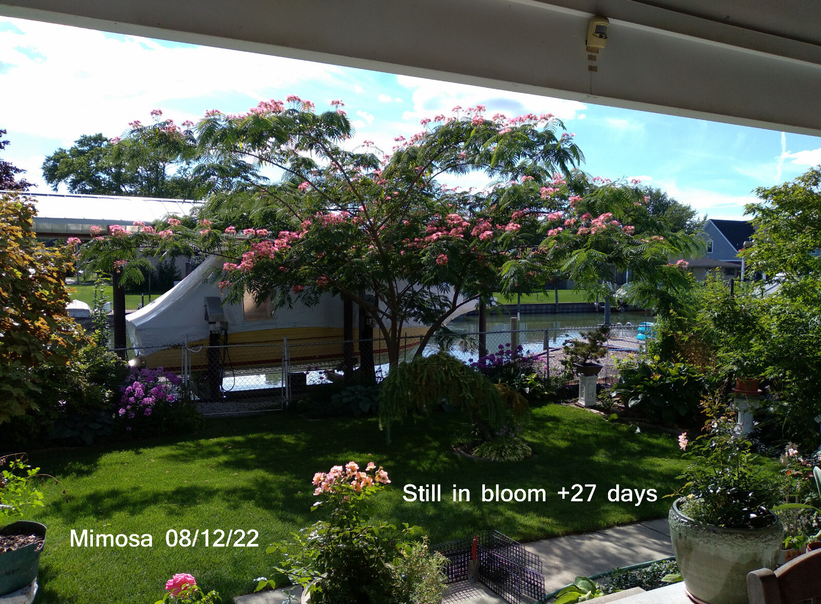 SEEDS Persian Silk Mimosa Tree Flower Albizia Julibrissin Siris, 15 seeds