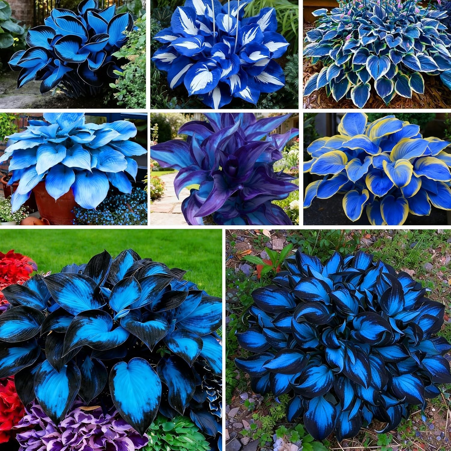 Hosta Seeds for Planting, 297+pcs Rare Perennial Hosta Flower Seeds, Non-GMO Hei