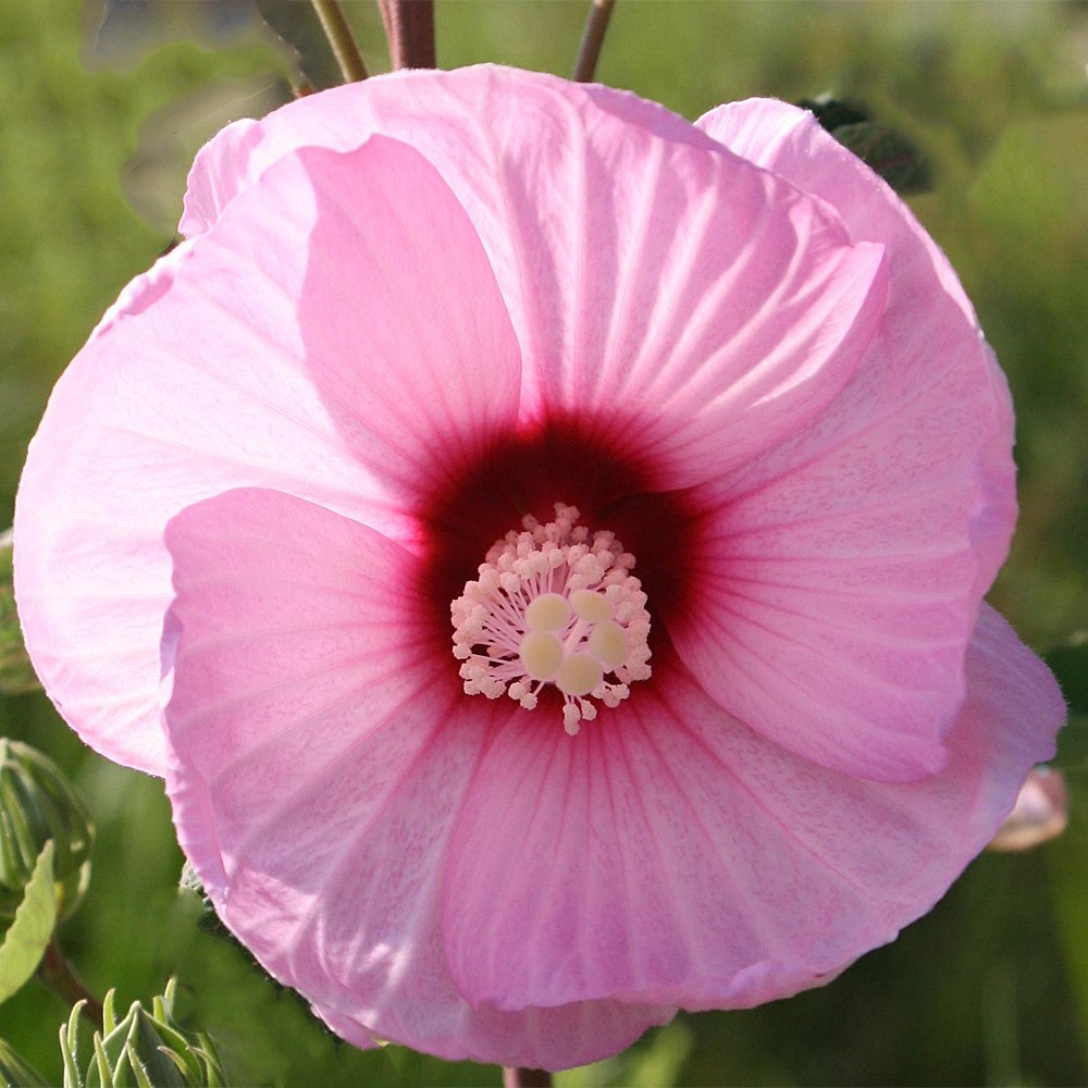 200+ Pink Swamp Mallow Rose Seeds LARGE FLOWER Hardy Hibiscus Fast Garden Plant