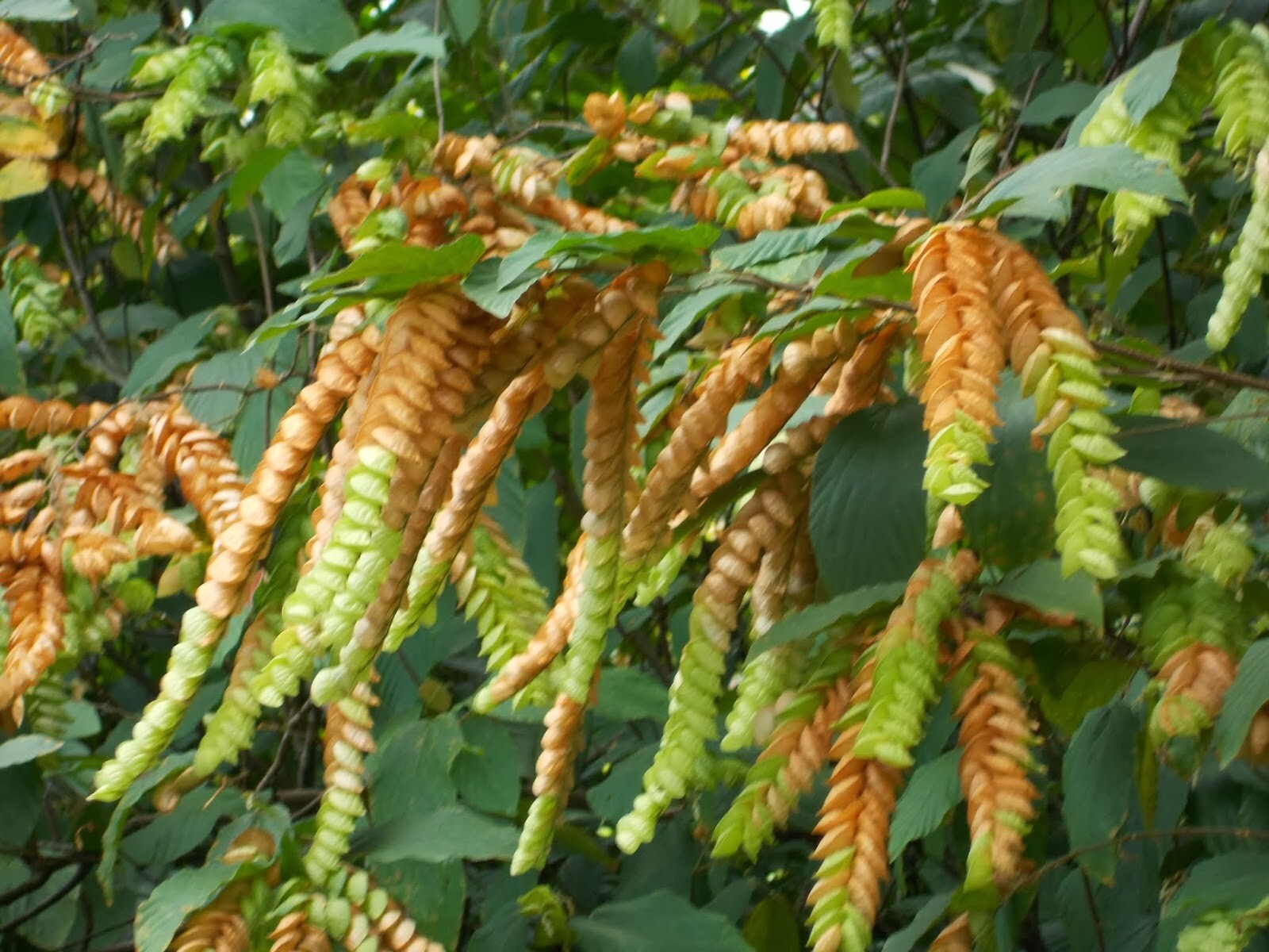 Flemingia strobilifera LUCK PLANT or WILD HOPS Seeds!