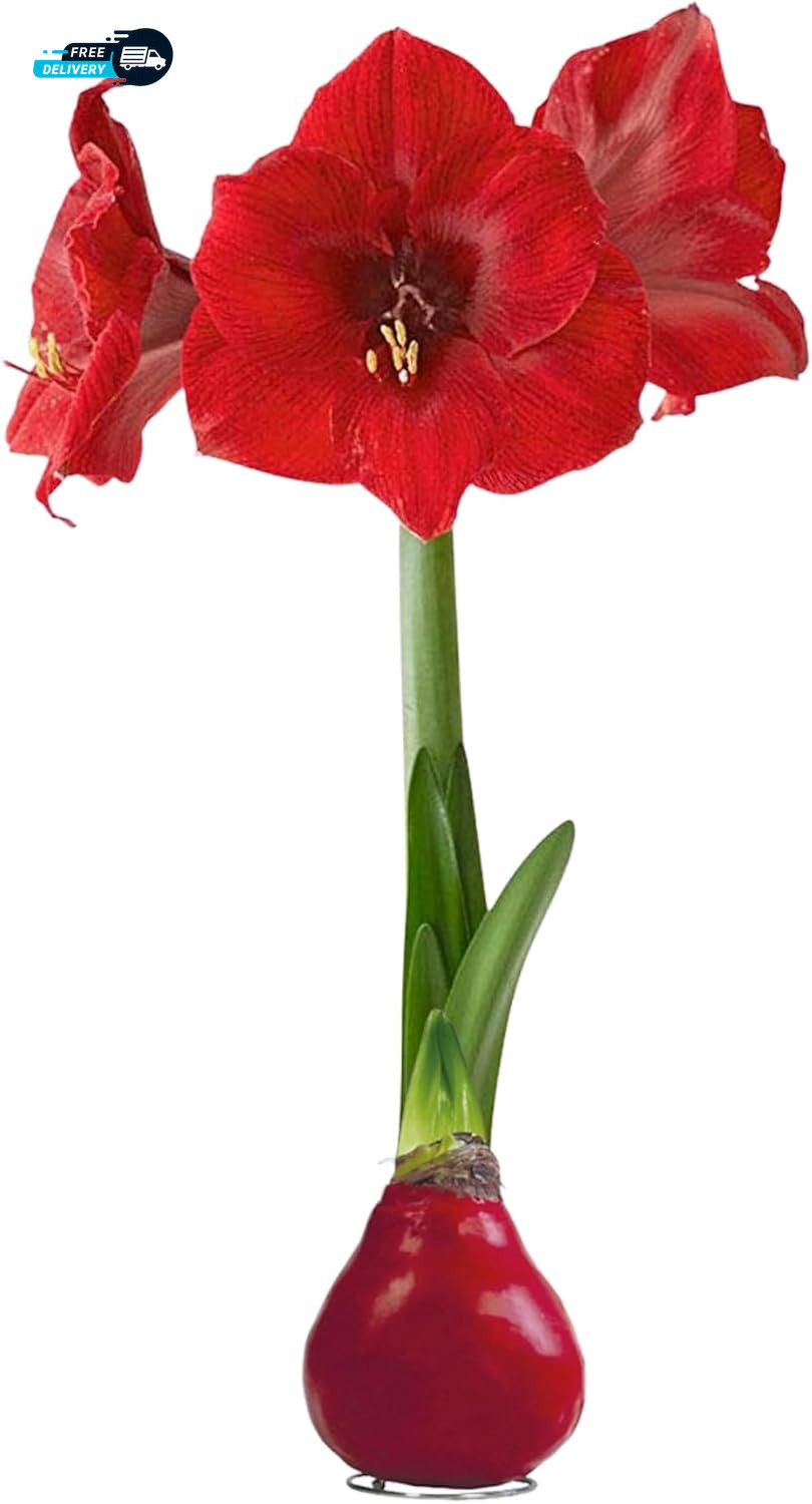 Waxed Amaryllis Bulb Red Wax with Red Blooms Live Holiday Gift Plant