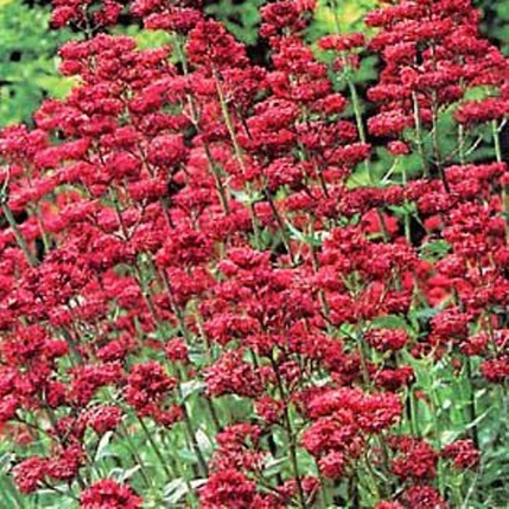 Jupiter’s Beard Red -50 seeds – Keys Of Heaven – Perennial -Centranthus Ruber