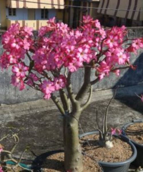 Adenium Somalense, “Black Somalense”, 10 seeds