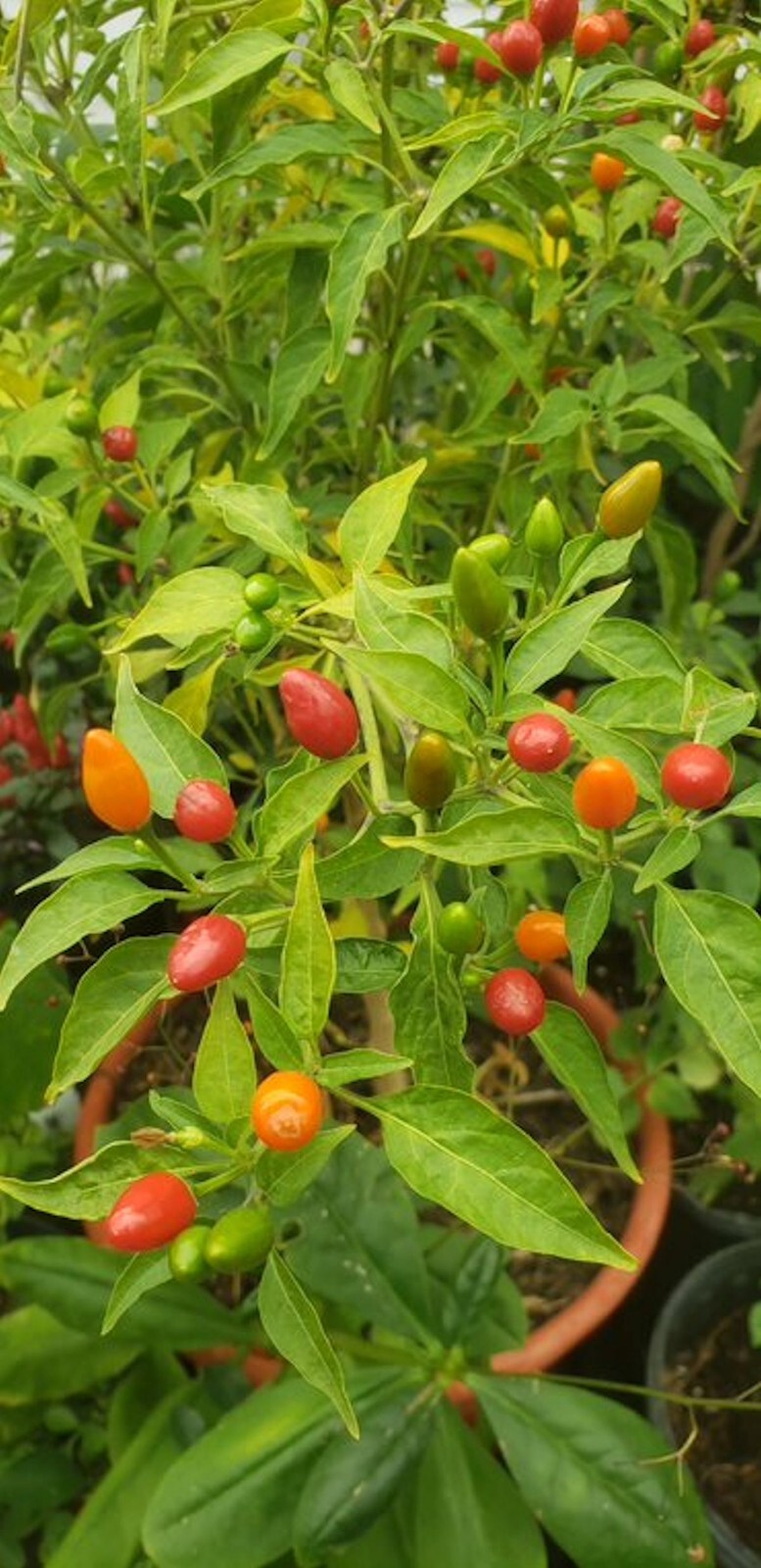 Hot Pequin Pepper-20 Seeds See Listing – Super Hot Spicy