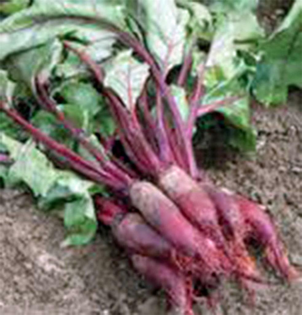 BEET SEED, CYLINDRA, NON GMO, HEIRLOOM, 500 SEEDS, BEETS, BEET SEEDS