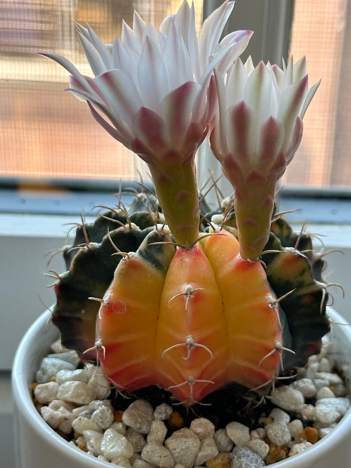 Gymnocalycium Mihanovichii f. variegata Live Cactus in 3.5″ pot FREE SHIPPING