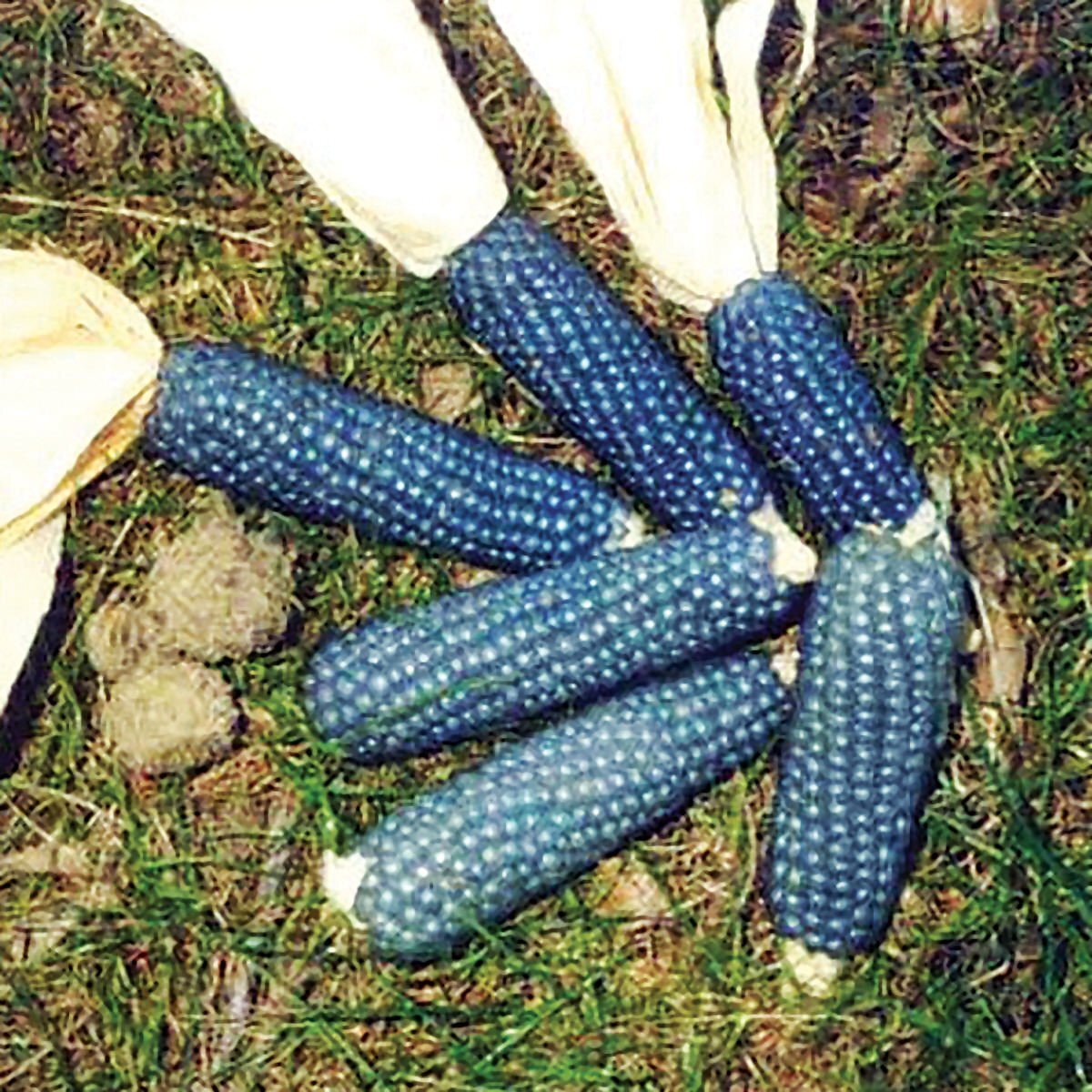 Miniature Blue Popcorn Seeds for Planting – 25 Seeds per Packet