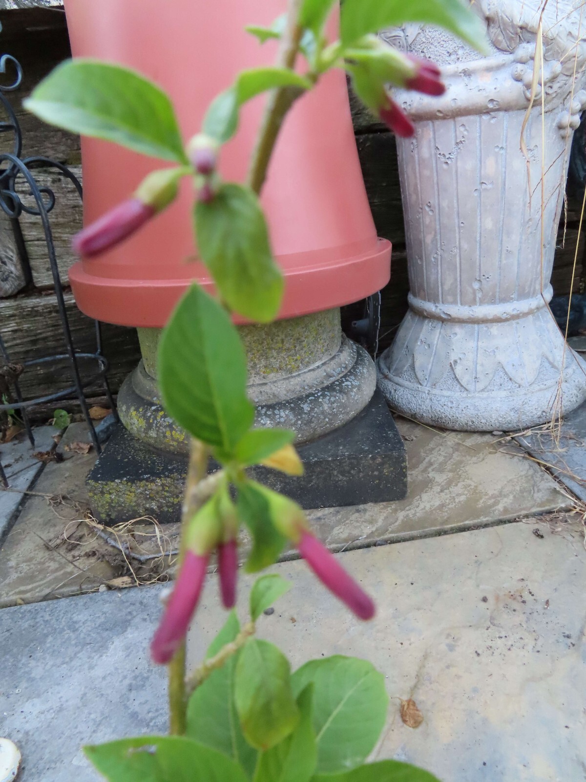 Burgundy Wine Iochroma angel trumpet hummingbirds love brugmansia cousin seeds