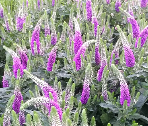 SPIKED SPEEDWELL ROYAL CANDLES DWARF Veronica Spicata – 250 Bulk Seeds