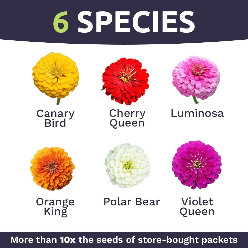 California Giants Zinnia Seeds – 1oz Packet, 3,000 Flower Seeds, Mixed Colors, L