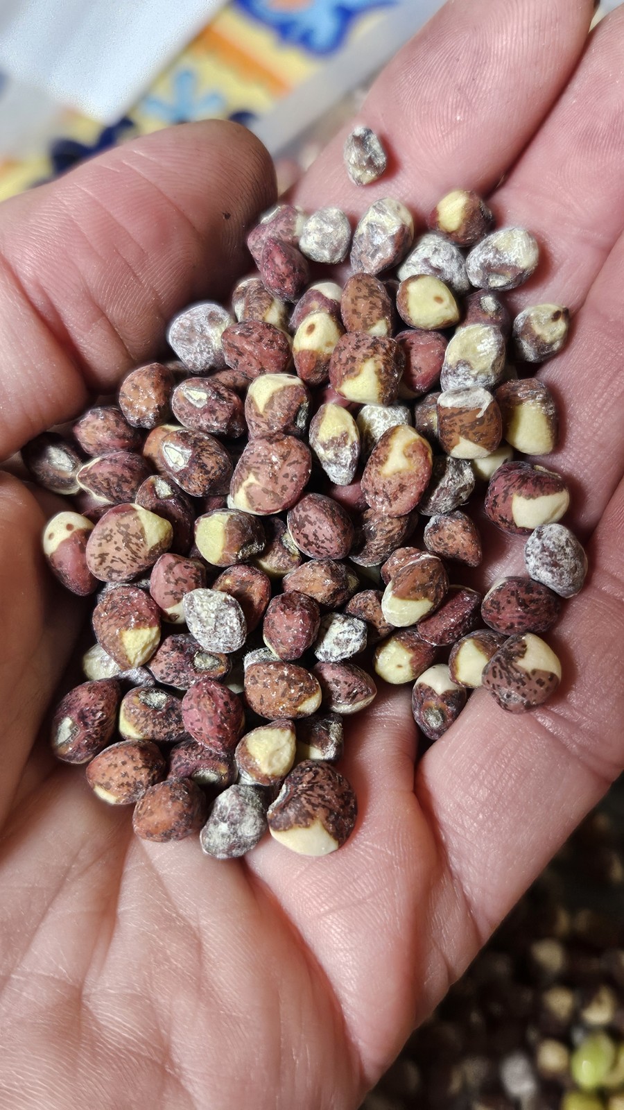 Ozark Razorback Cowpea Seeds (25) / Heat Tolerant / FL GROWN / RARE