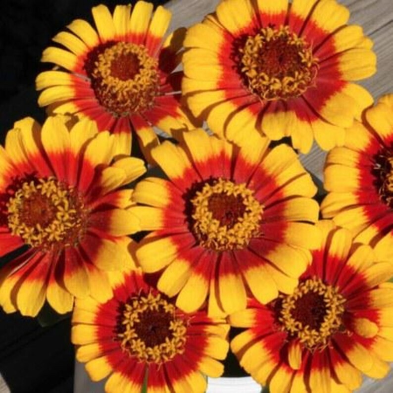25 Zinnia Sombrero Seeds. USA Seeds. Organic. Ships free