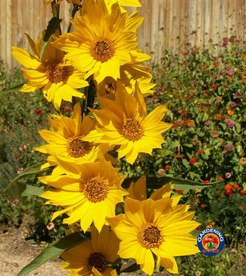 Maximilian Sunflower Seeds Helianthus Maximiliani (200 to 2000 SEEDS)