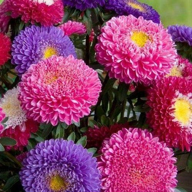 Seeds Aster Pompon Mix Giant Flower Annual Outdoor Garden Cut for Planting Non G