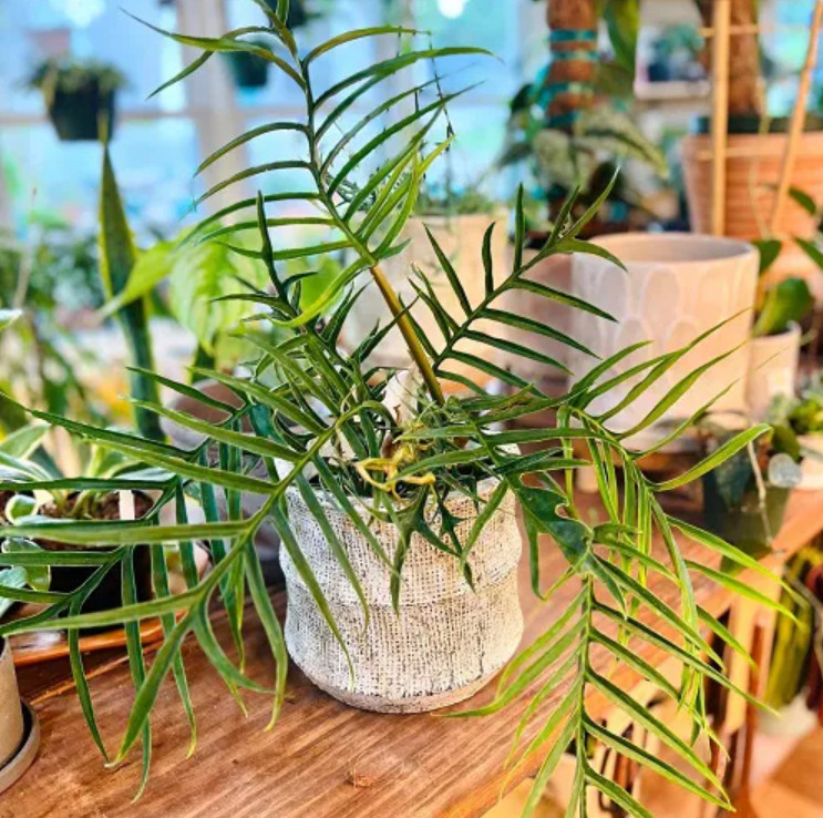 Philodendron Tortum Plant – 6-8″ Tall – Philodendron tortum – Rare Tropical Hous