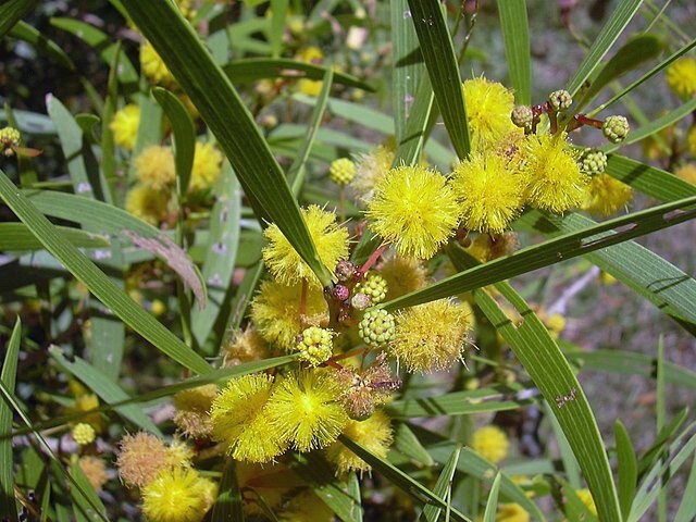 Acacia confusa | Small Philippine Acacia | 15 seeds