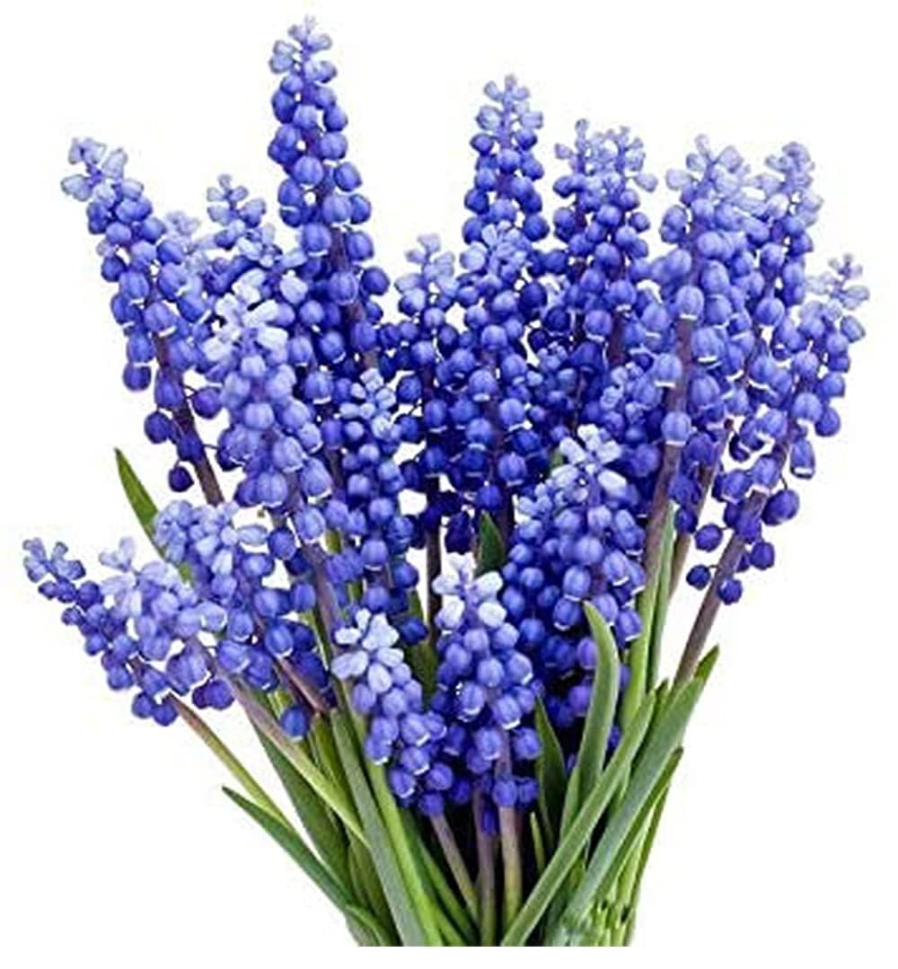 Grape Hyacinth Bulbs 15 Muscari Armeniacum Grows 6-8″ Tall Flower Spring