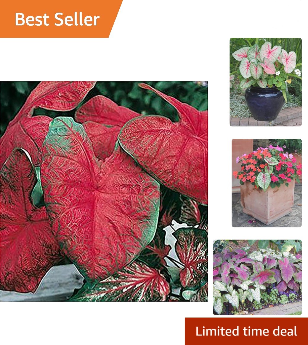 Blaze Caladium Bulbs – 2ft Growth, Perfect for Vibrant Gardens and Pots