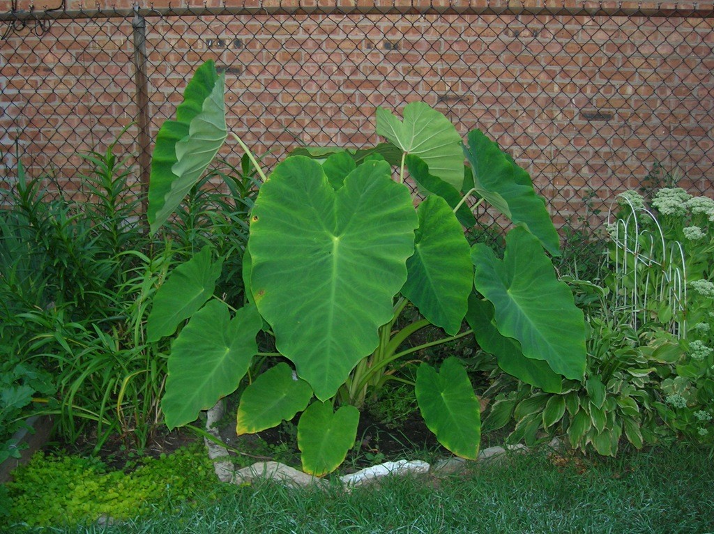 READY TO GROW 15 Colocasia Esculenta Elephant Ear Taro Gabi Kalo Eddo Bulbs
