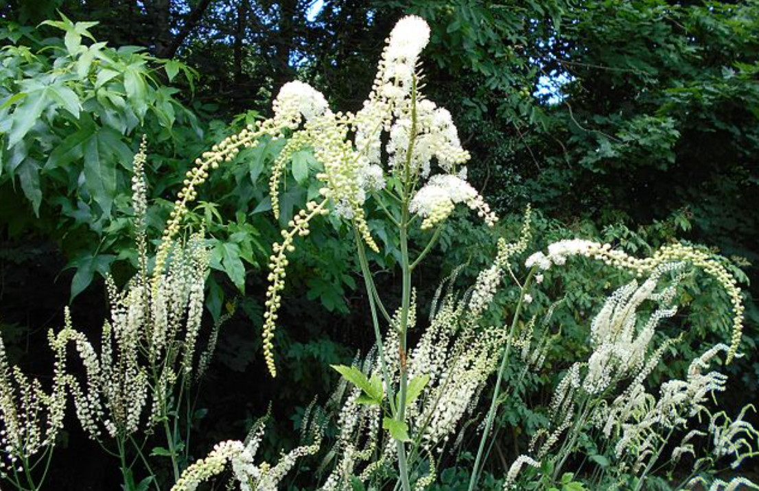 20 Black Cohosh (Actaea racemosa) Bulbs/Roots – No Shipping to AK, HI, or PR