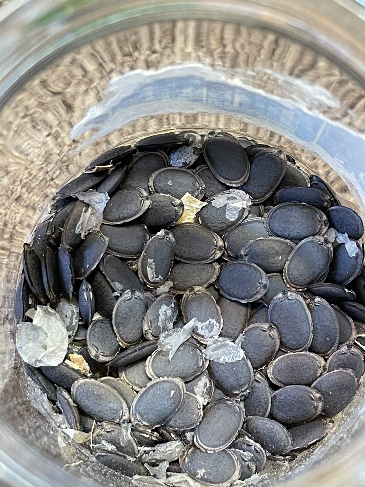 philippine luffa seeds