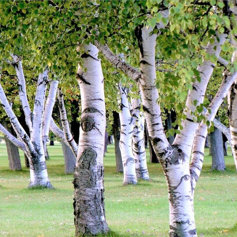 White Paper Birch Tree Seeds | Betula Pendula European Hardwood Tree Seed 2024