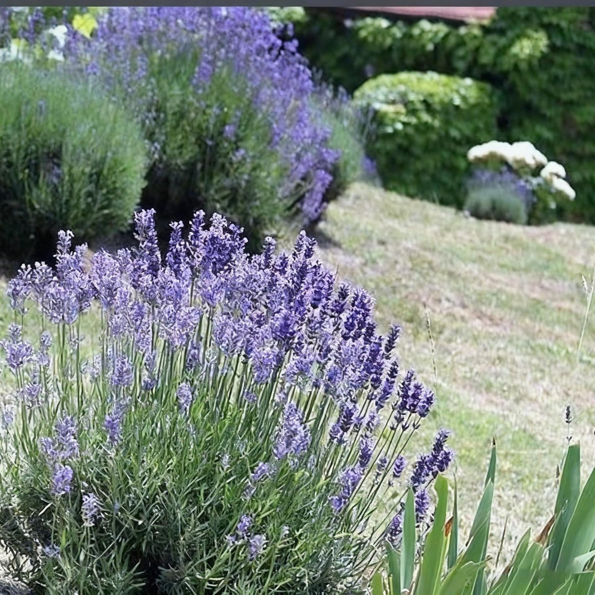 100 Lavender Flower Seeds Purple Bloom Herb Fragrant Garden Indoor Seed