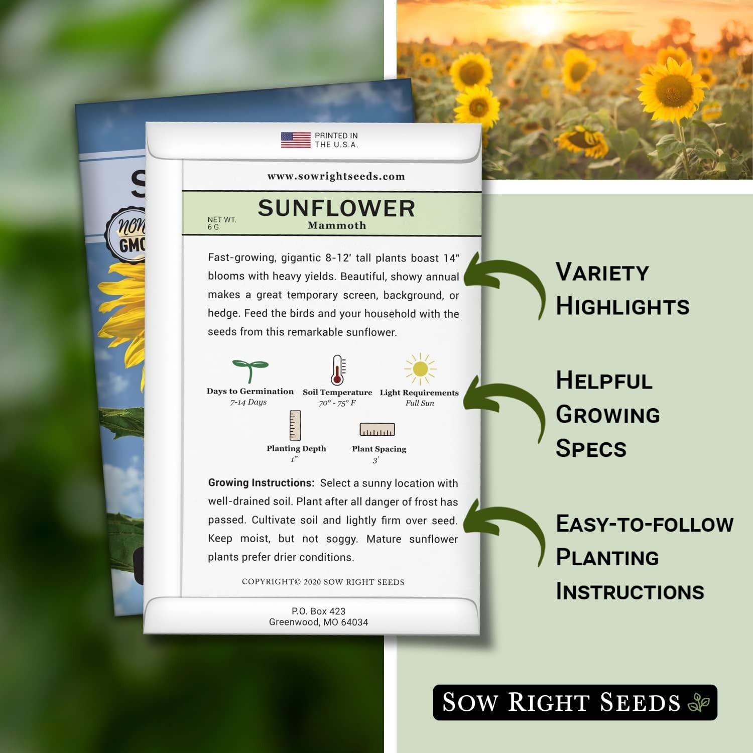 Sow Right Seeds Mammoth Sunflower Seeds to Plant Grow Giant Sunflowers in Your
