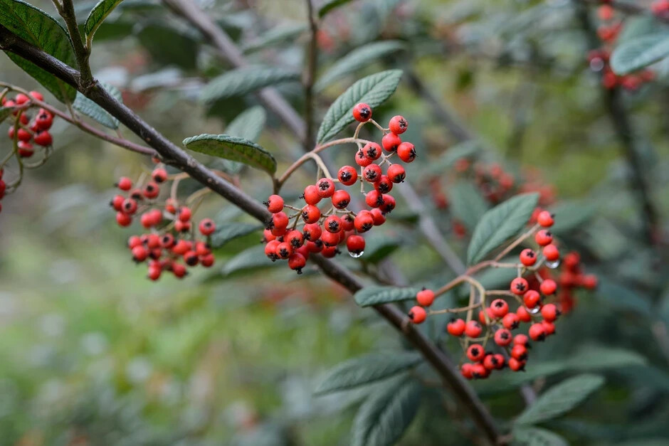 25 Seeds Cotoneaster dammeri Spreading Evergreen Woody Shrub +Flowers & Berries