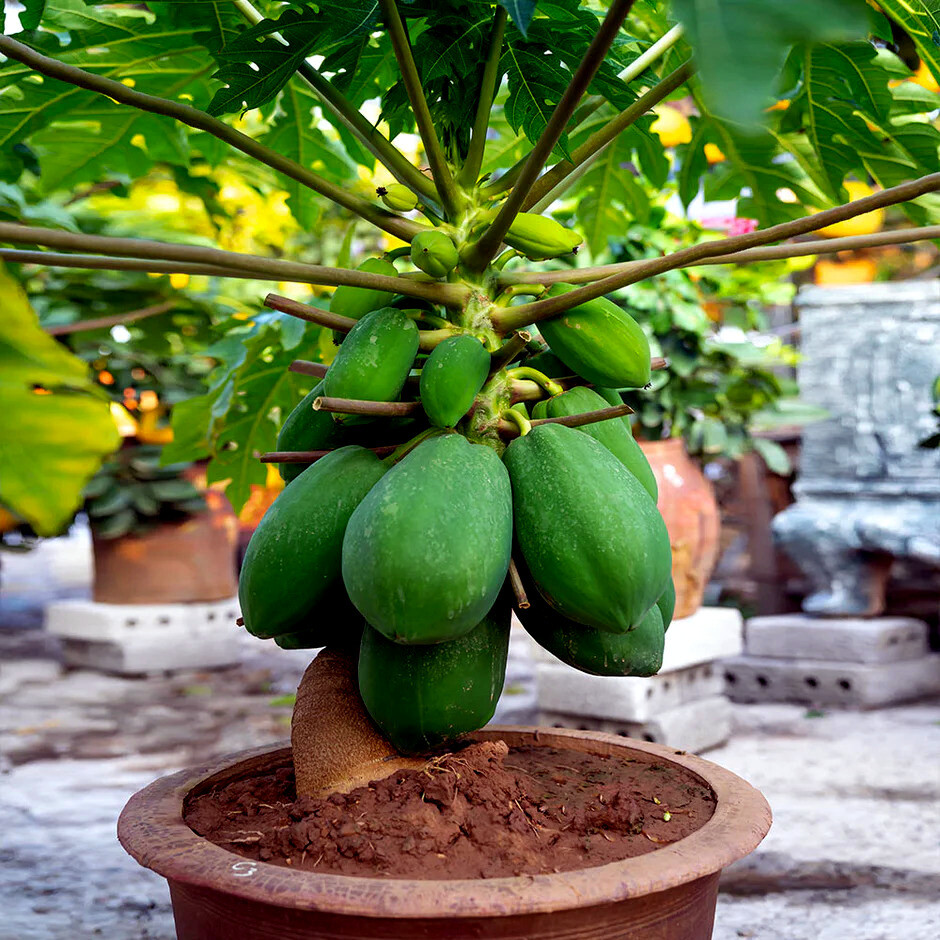 1,000 “DWARF SOLO WAIMANALO TREE SEEDS” (Carica Papaya) Fast Fruit Houseplant