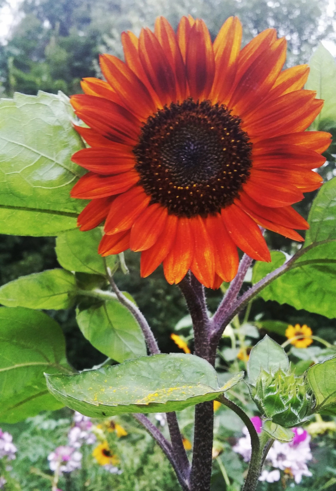 Earthwalker Sunflower Seeds | Helianthus Tall Sunset Shades Sun Flower Seed 2024