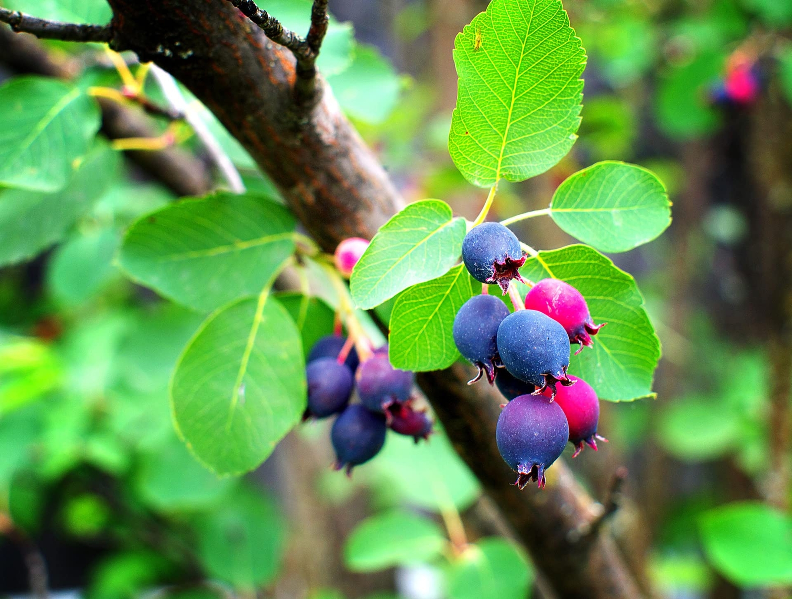 50 Saskatoon Serviceberry Seeds for Planting Amelanchier alnifolia, Seeds (Edibl