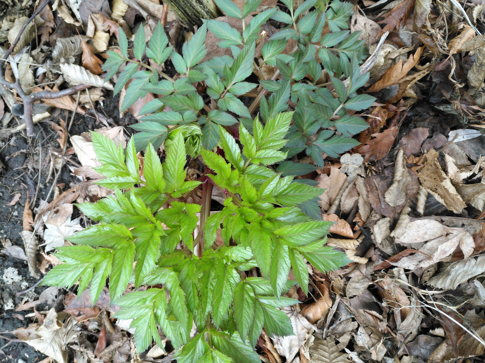 100 Lovage Herb Seeds Levisticum officinal, Celery/Parsley Flavor, Cold-Hardy