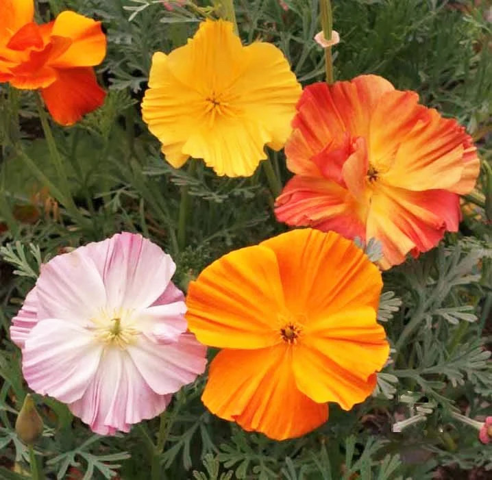 Ballerina Mix California Poppy Seeds | Rainbow Iceland Paper Flower Seed 2024