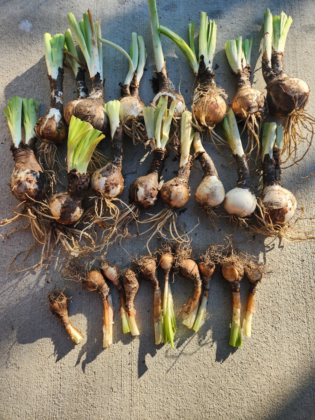 Lot Of 15 Lycoris Squamigera Bulbs Surprise Lily Naked Lady Heirloom + Bonus
