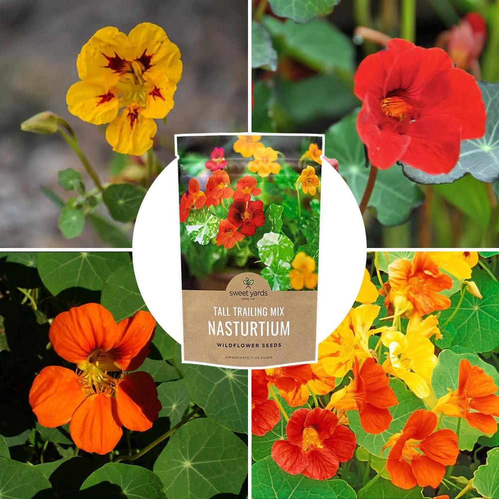 Mixed Colors Nasturtium Seeds, Bulk 1/4 Pound Bag, Over 900 Non-GMO Seeds