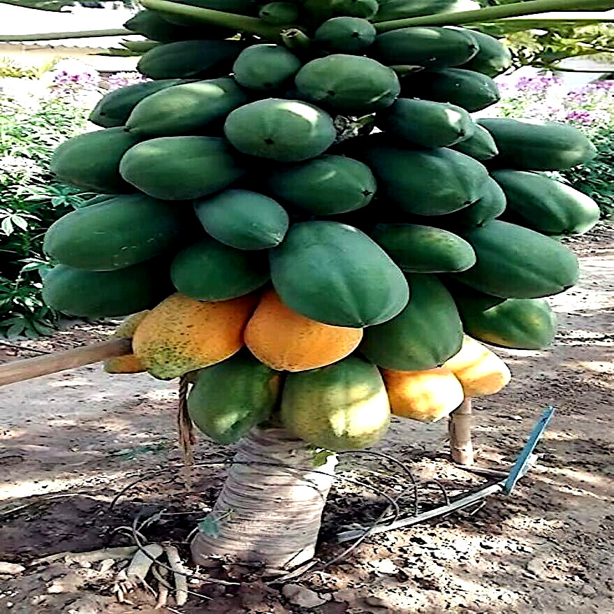 100 “DWARF SOLO WAIMANALO TREE SEEDS” (Carica Papaya) Fast Fruit Houseplant