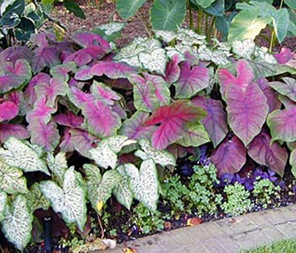 Red Flash Caladium Bulbs – Top Size Bulb – Vibrant Red and Green Foliage – Ha…